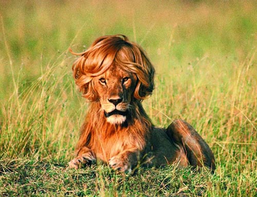 lion cool haircut